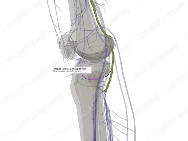 Inferior Medial Genicular Vein (Right)