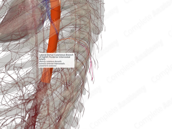 Lateral Dorsal Cutaneous Branch of Eighth Posterior Intercostal Artery (Right)
