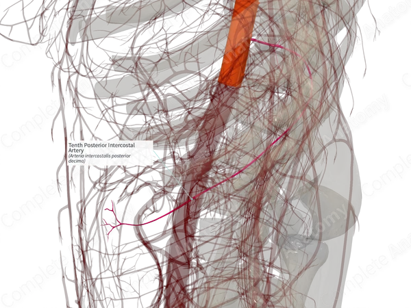 Tenth Posterior Intercostal Artery (Right)