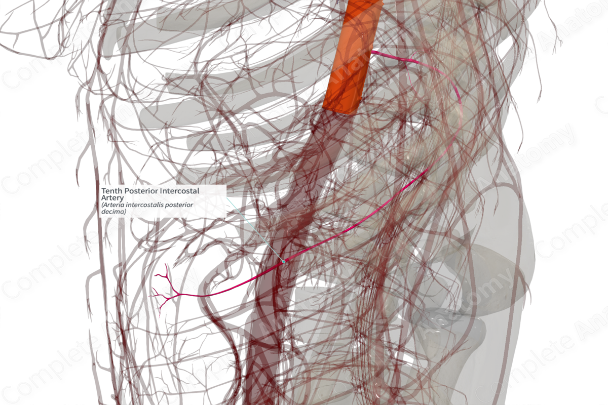 Tenth Posterior Intercostal Artery (Right)