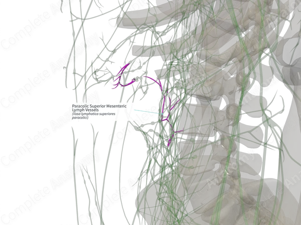 Paracolic Superior Mesenteric Lymph Vessels