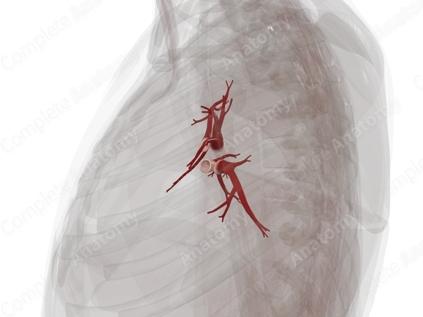 Pulmonary Veins