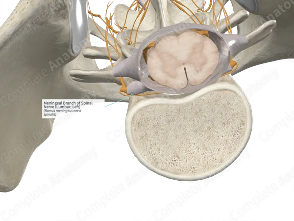 Meningeal Branch of Spinal Nerve (Lumbar; Left)