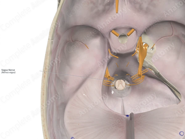 Vagus Nerve