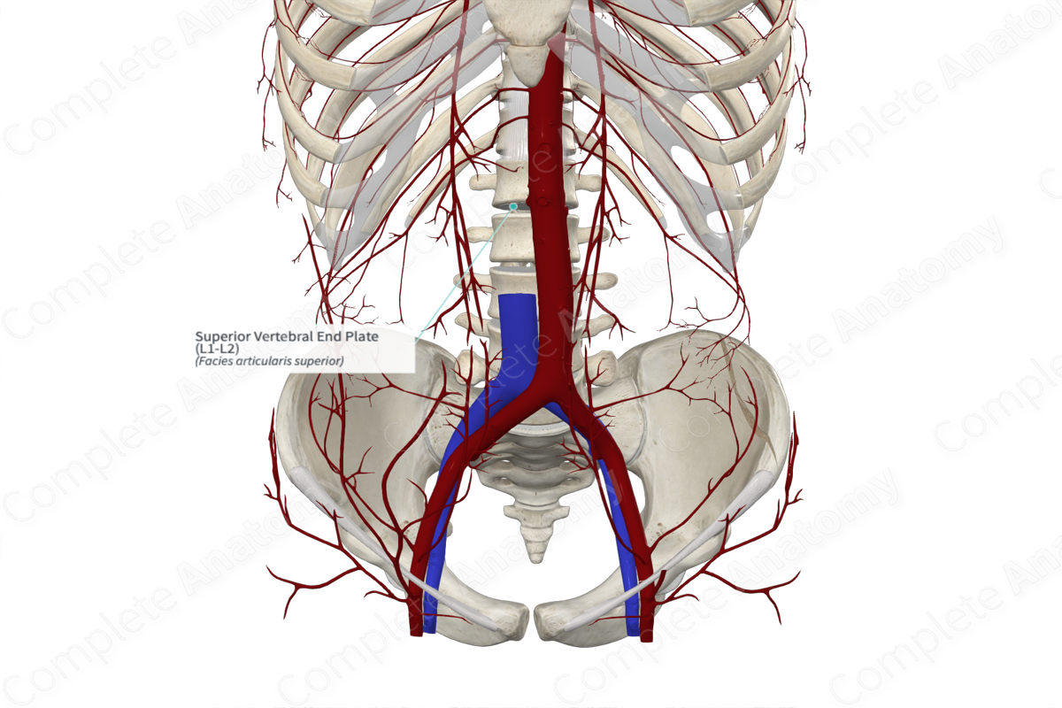 Superior Vertebral End Plate (L1-L2) | Complete Anatomy