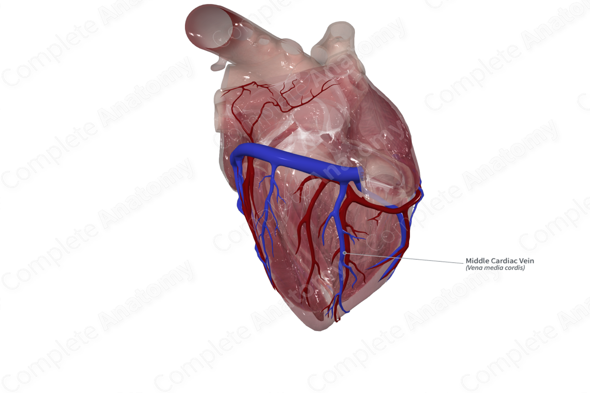 Middle Cardiac Vein Complete Anatomy