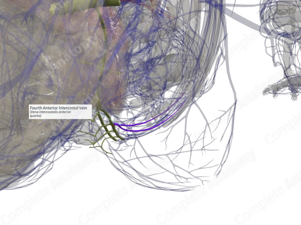 Fourth Anterior Intercostal Vein (Left)