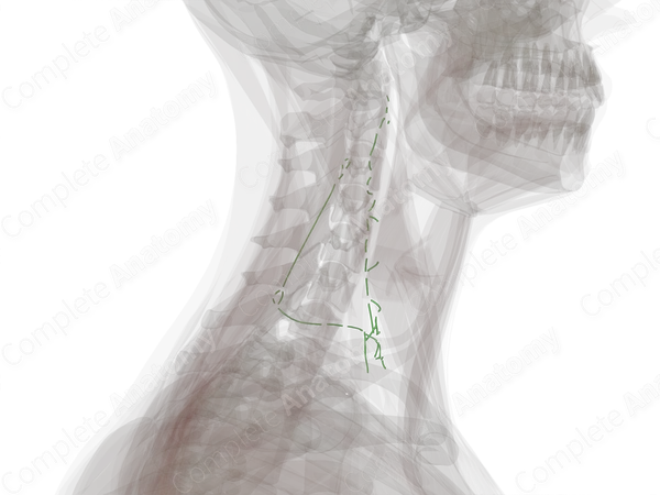 Deep Lateral Cervical Lymph Vessels (Left)