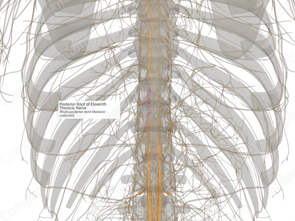 Posterior Root of Eleventh Thoracic Nerve (Right)