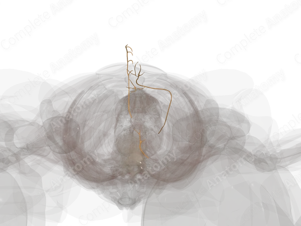 Nerves of Male Genital System (Left)