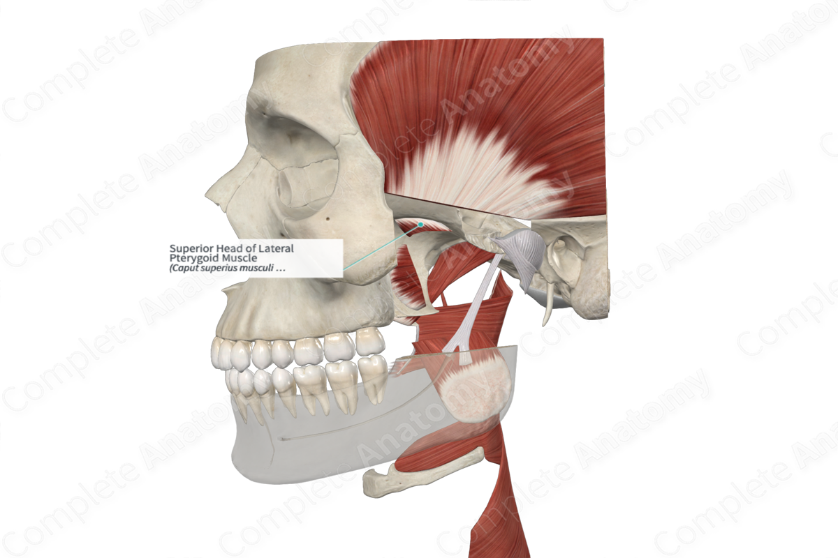 Superior Head of Lateral Pterygoid Muscle 