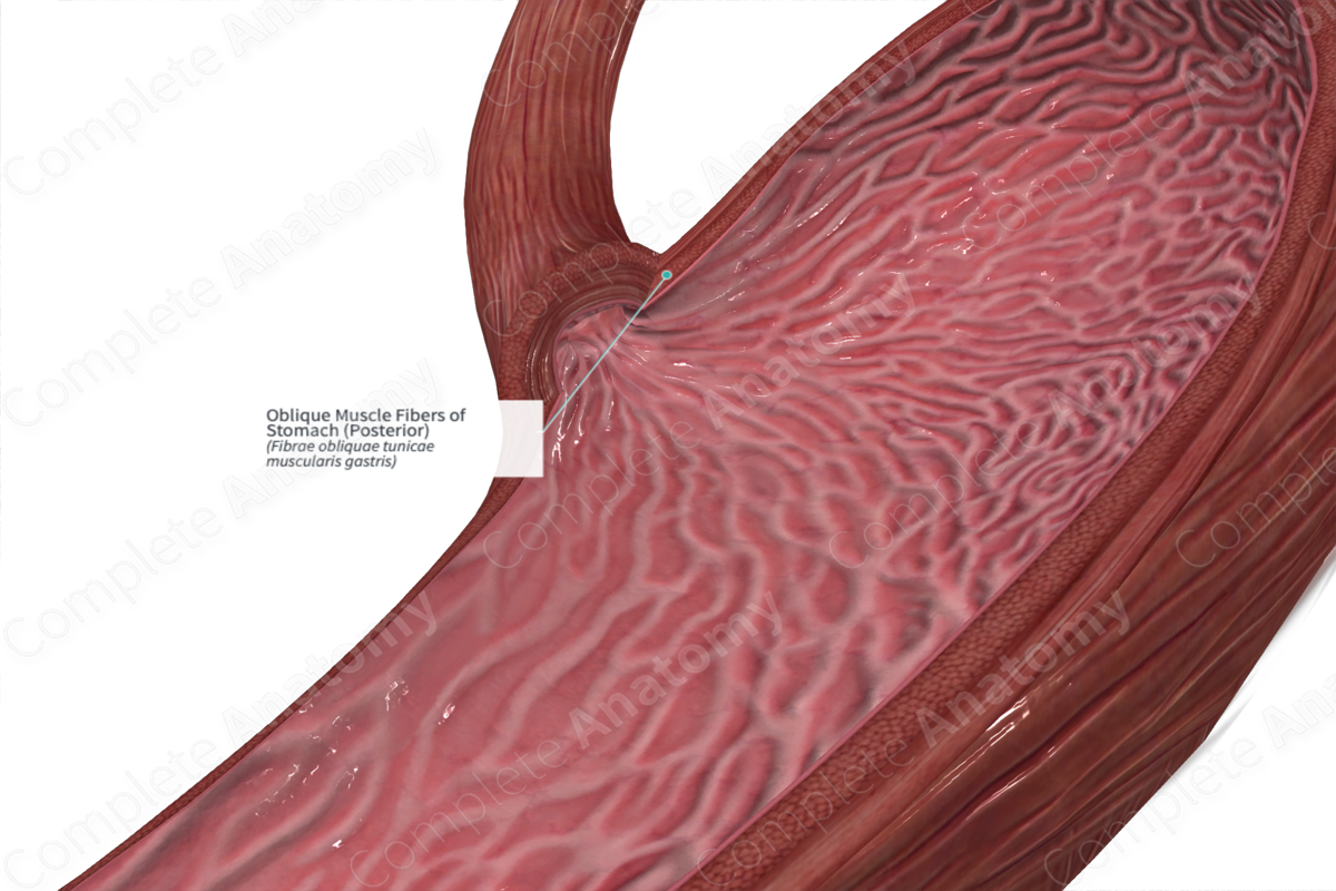 Oblique Muscle Fibers of Stomach (Posterior)