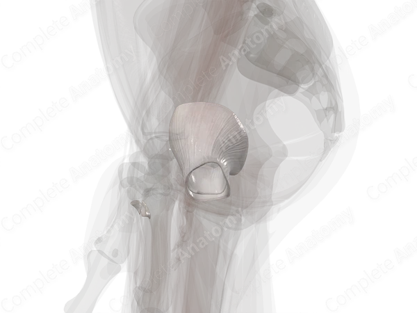 Articular Capsule of Hip Joint (Left)
