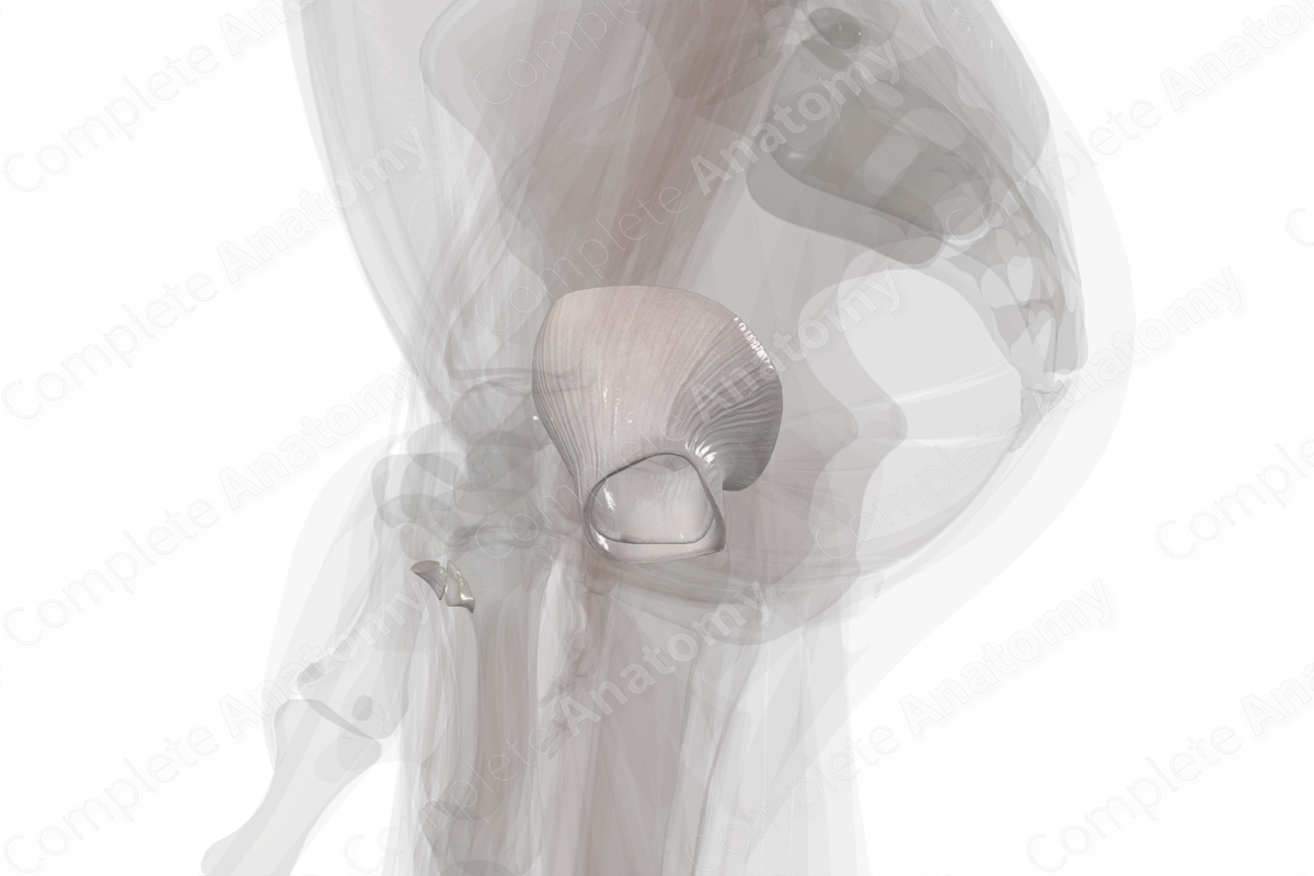 Articular Capsule of Hip Joint (Left)