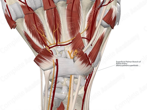 Superficial Palmar Branch of Radial Artery