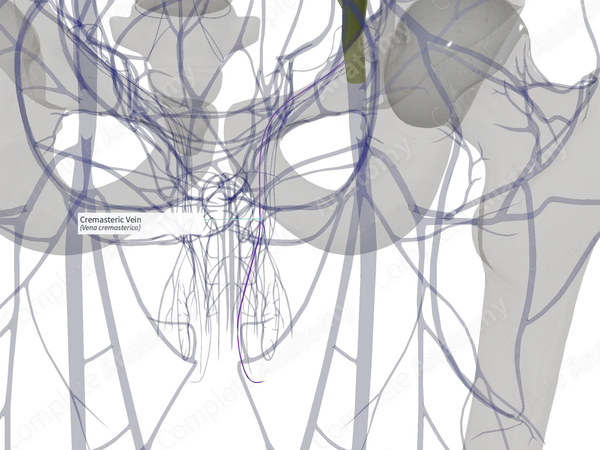 Cremasteric Vein (Right)
