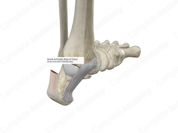 Distal Articular Area of Talus 