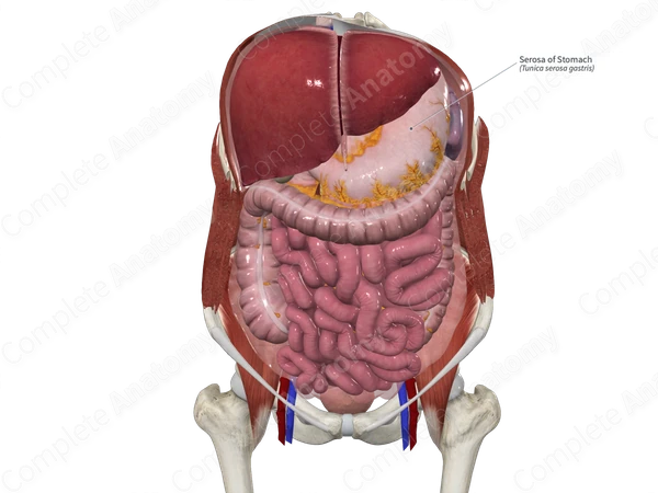 Serosa of Stomach