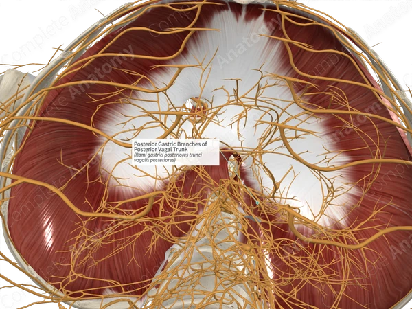 Posterior Gastric Branches of Posterior Vagal Trunk