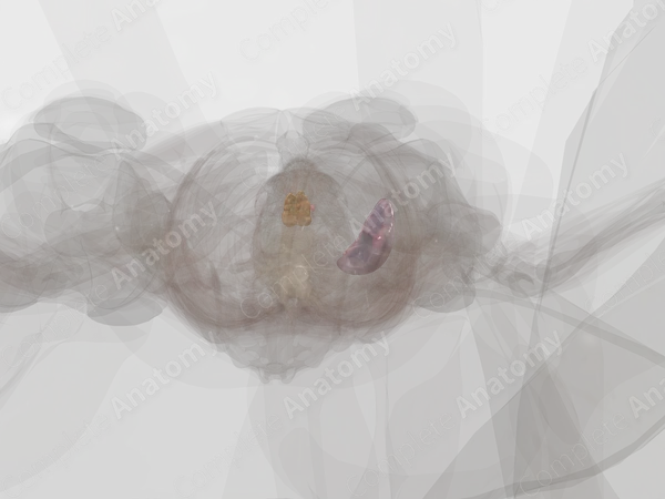 Lymphoid Organs