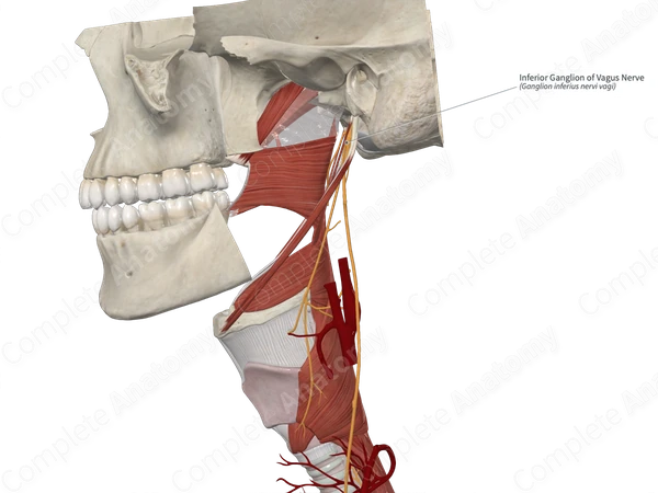 Inferior Ganglion of Vagus Nerve