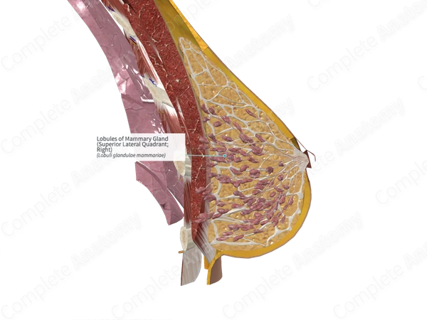 Lobules of Mammary Gland (Superior Lateral Quadrant; Left)
