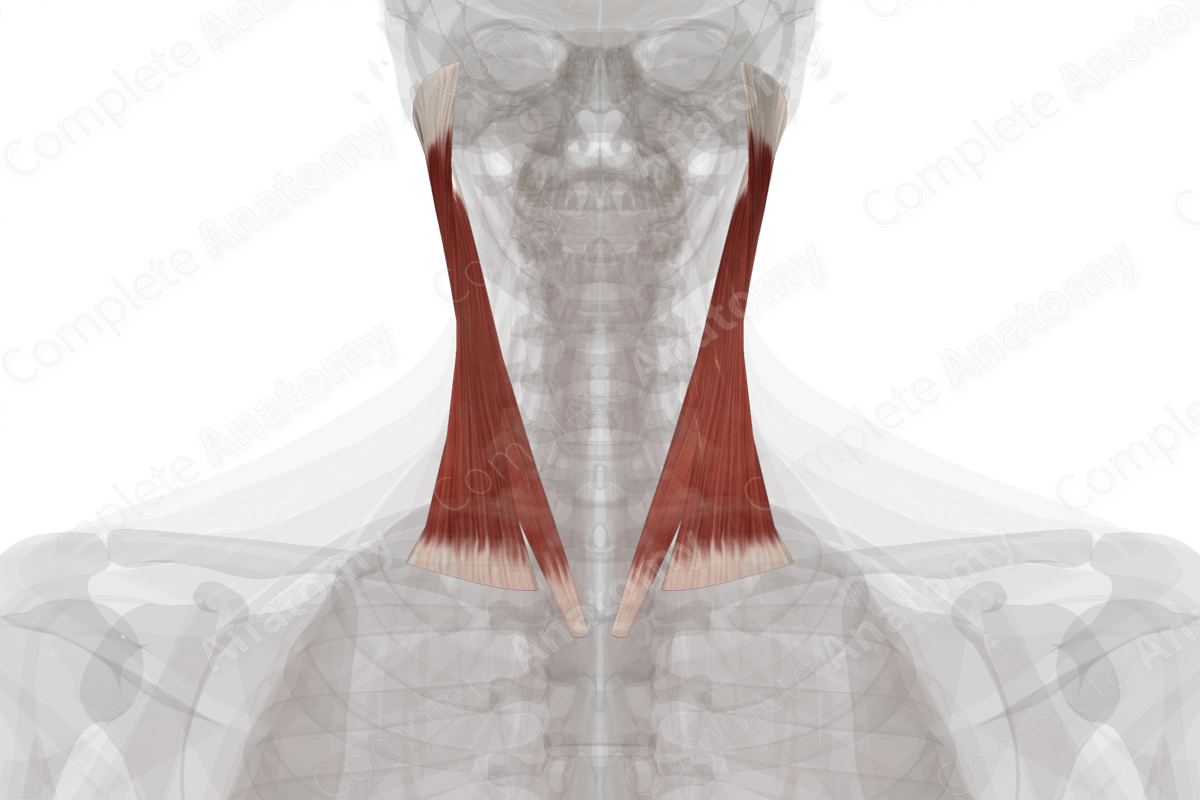 Superficial Muscles of Neck