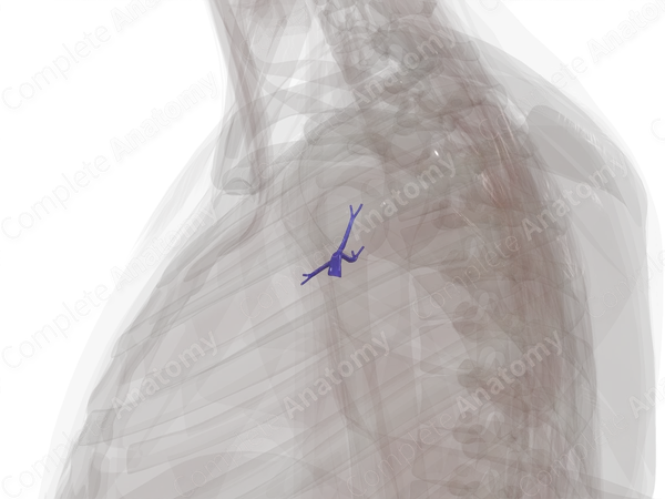 Pulmonary Arteries of Superior Lobe of Right Lung