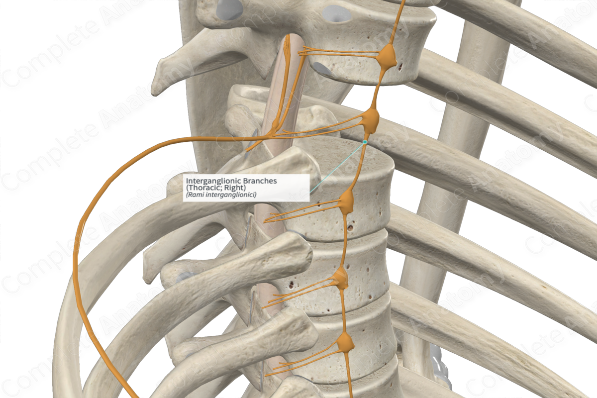 Interganglionic Branches (Thoracic; Left)