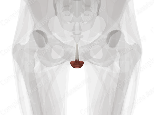 Muscles of Anal Triangle