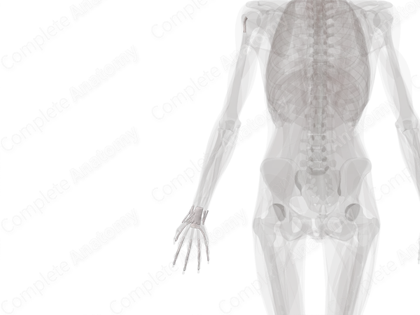 Tendon Sheaths of Upper Limb (Left)