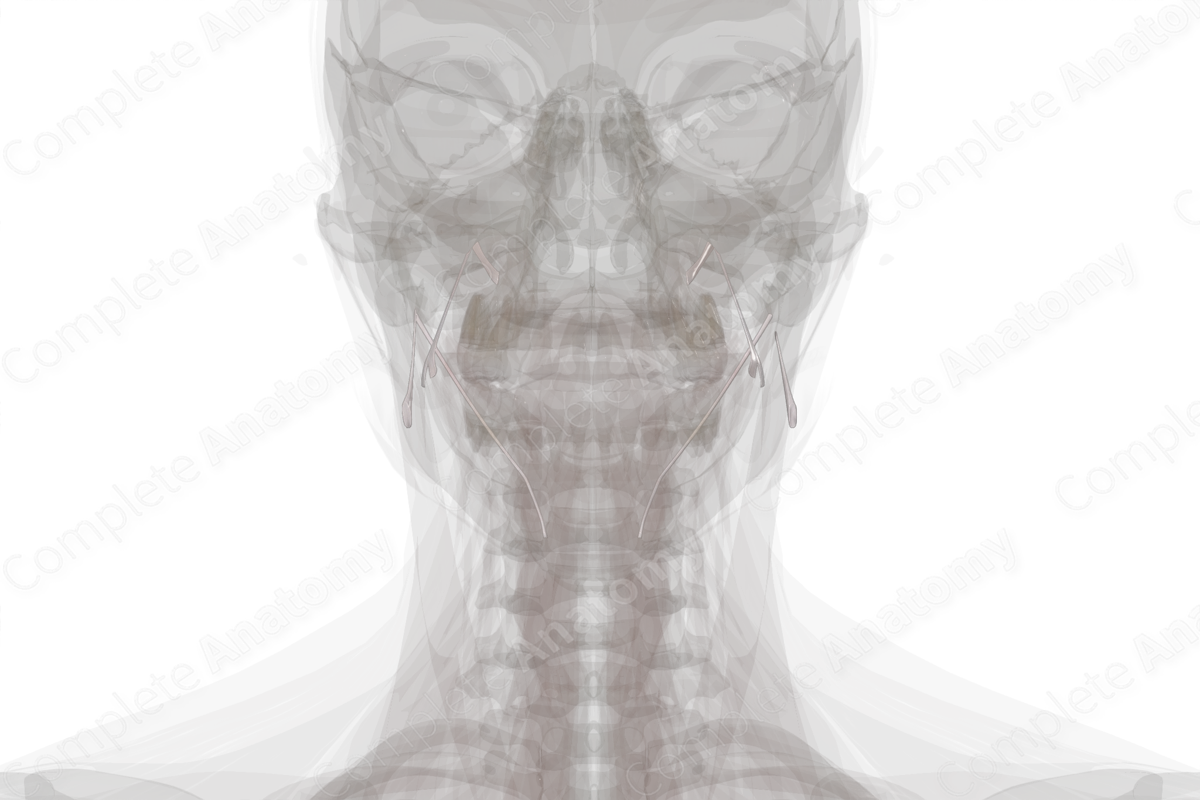 Cranial Fibrous Joints