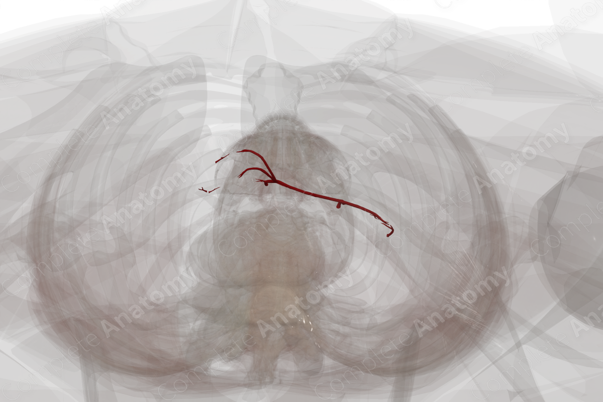 Arteries of Pancreas