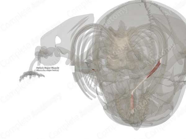 Helicis Major Muscle (Left)