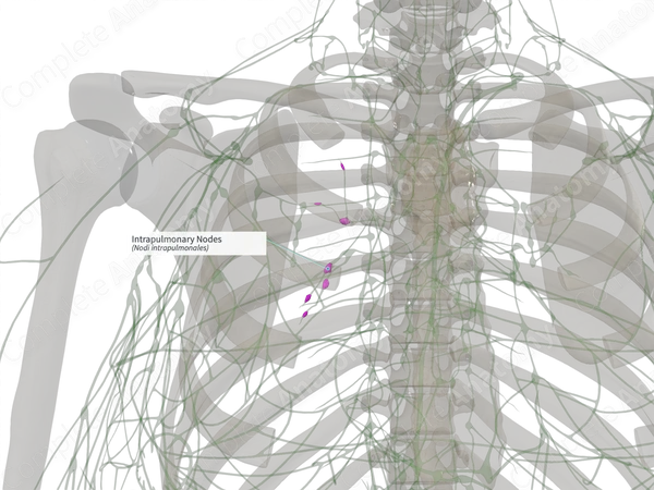Intrapulmonary Nodes (Right)