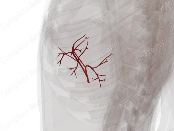 Arteries of Liver