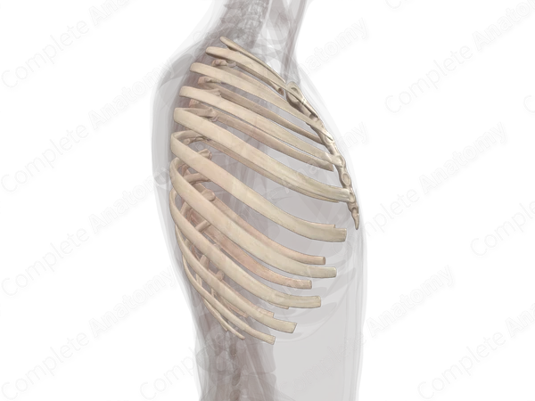 Bones of Thorax