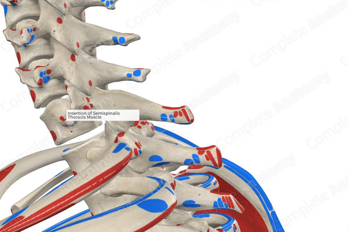 Insertion of Semispinalis Thoracis Muscle