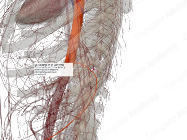 Dorsal Branch of Eleventh Posterior Intercostal Artery (Left)