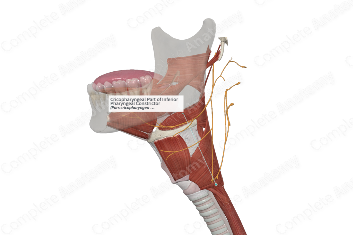 Cricopharyngeal Part of Inferior Pharyngeal Constrictor 