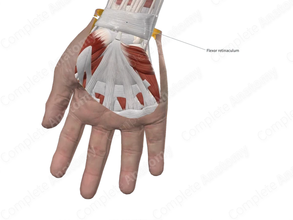 Palmar Carpal Ligament 