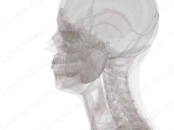 Parotid-Masseteric Fascia (Left)