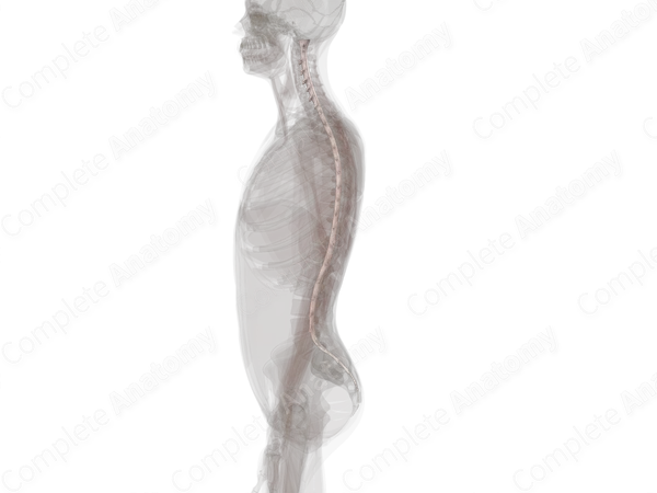 Spinal Dura