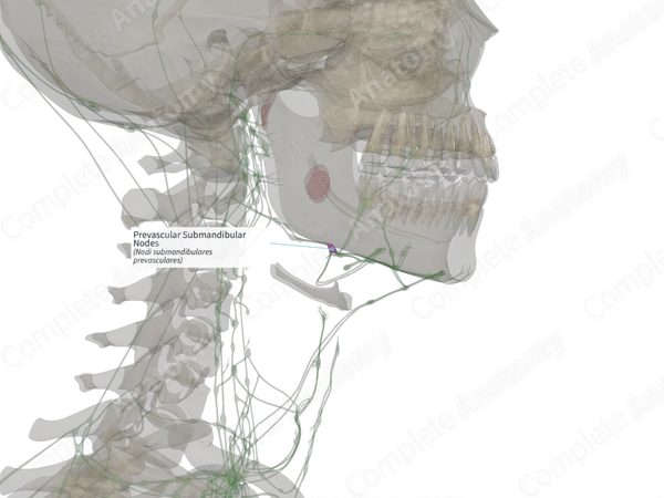 Prevascular Submandibular Nodes (Right)