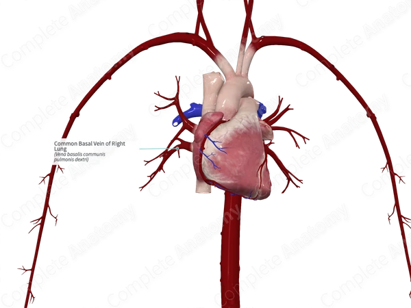 Common Basal Vein of Right Lung
