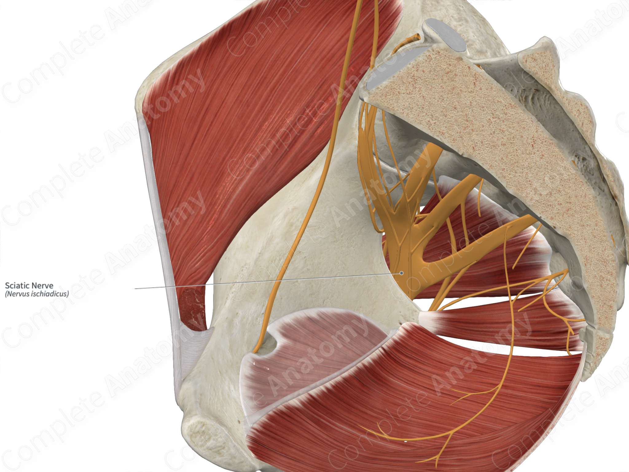 The Sciatic Nerve - Course - Motor - Sensory - TeachMeAnatomy