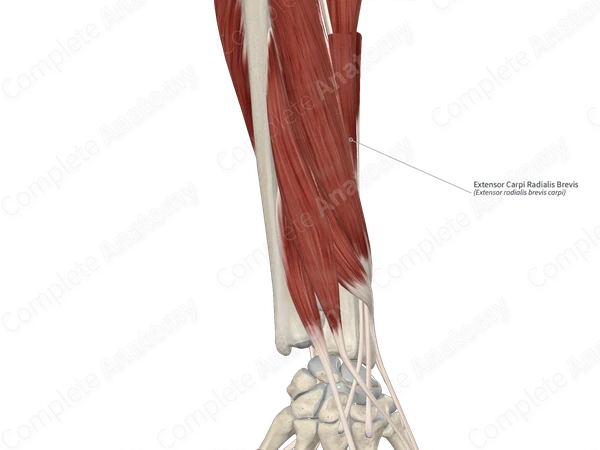 Extensor Carpi Radialis Brevis
