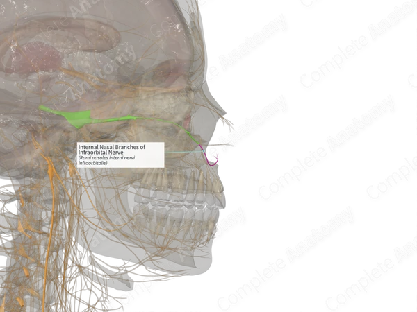 Internal Nasal Branches of Infraorbital Nerve (Right)