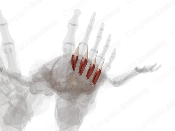 Dorsal Interossei Muscles of Foot (Left)