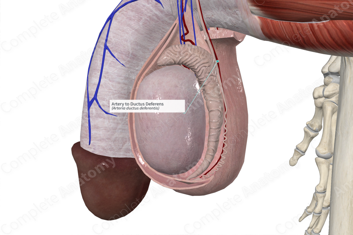 Artery to Ductus Deferens 